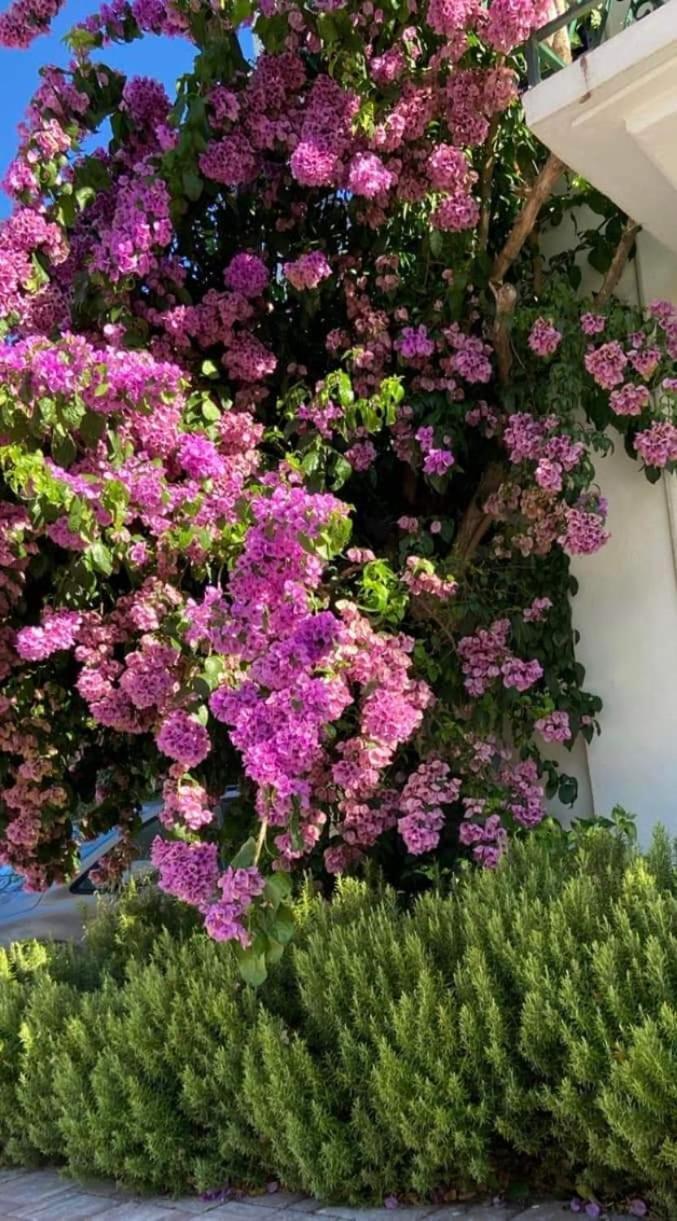 Pansion Palme Διαμέρισμα Drvenik  Εξωτερικό φωτογραφία